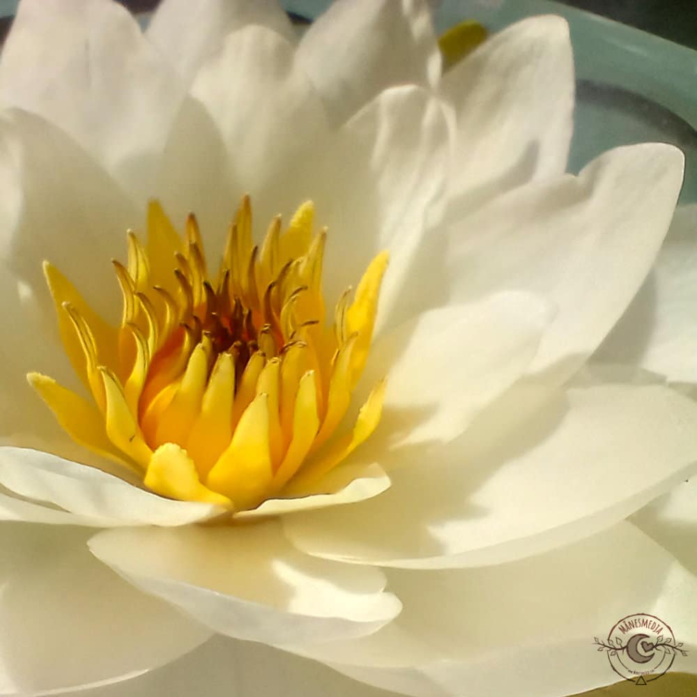 Seerose