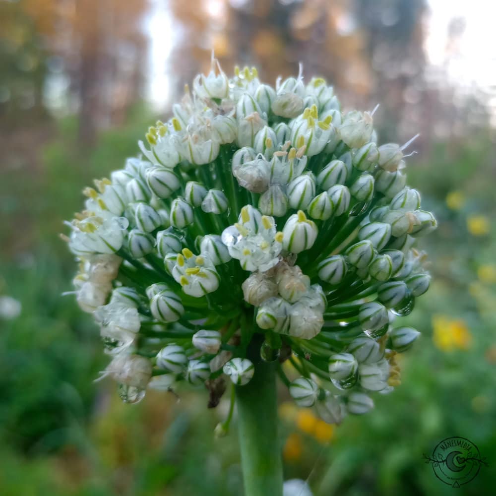 Lök Zwiebel onion Allium cepa