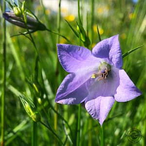 Glockenblume_Rundblättrige_blåklocka_Campanula_rotundifolia Rundblättrige Glockenblume