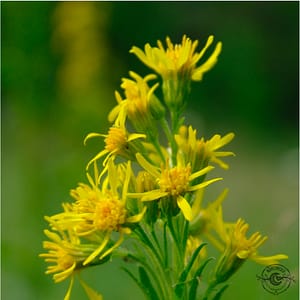 Goldrute_gullris_Solidago_virgaurea Goldrute
