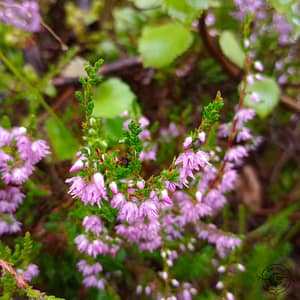 Heidekraut_ljung_Calluna_vulgaris Heidekraut