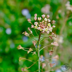 Hirtentäschel_lomme_Capsella_bursa-pastoris Hirtentäschel