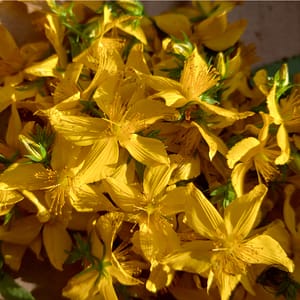 Johanniskraut_äkta_johannesört_Hypericum_perforatum Johanniskraut