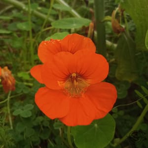 Kapuzinerkresse_indiankrasse_Tropaeolum_majus Kapuzinerkresse
