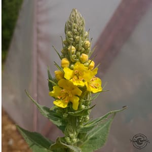 Königskerze_kungsljus_Verbascum_nigrum Mullein