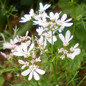 Koriander_Coriandrum_sativum Coriander