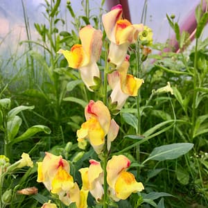 Leinkraut_gulsporreLinaria_vulgaris Toadflax
