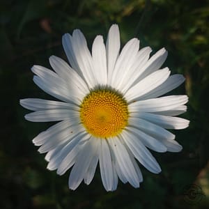 Margerite_prästkrage_Leucanthemum_vulgare Marguerite