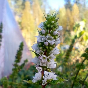 Minze_mynta_Mentha Mint