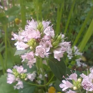 Oregano_Origanum_vulgare Oregano