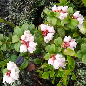 Preiselbeere_lingon_Vaccinium_vitis-idaea Lingonberry