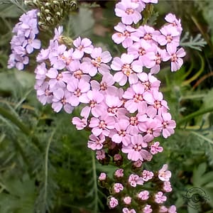 Schafgarbe_rölleka_Achillea_millefolium Schafgarbe