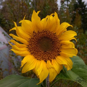 Sonnenblume_solros_Helianthus_annuus Sonnenblume