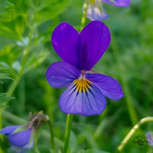 Stiefmütterchen_wildes_styvmorsviol_Viola_tricolor Stiefmütterchen, wildes