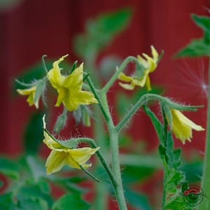 Tomate_tomat_Solanum_lycopersicum Tomate