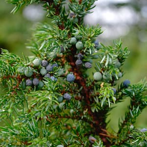 Wacholder_en_Juniperus_communis Wacholder