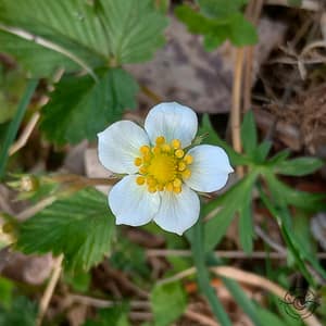 Walderdbeere_smultron_Fragaria_vesca Walderdbeere