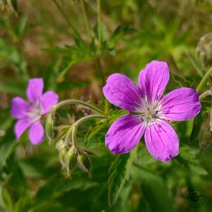 Waldstorchenschnabel_midsommarblomster_Geranium_sylvaticum Waldstorchenschnabel