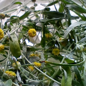 Wermut_malört_Artemisia_absinthium Wermut