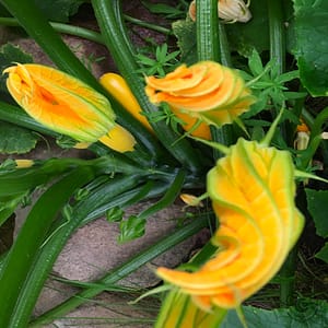 Zucchetti_squash_Cucurbita_pepo Zucchetti