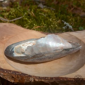 Perlmutt_Pärlemor Perlmutt