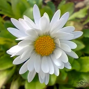daisy Gänseblümchen