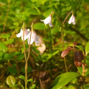 Moosglöckchen - twinflower | Linnaea borealis Twinflower