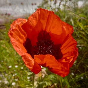 orientalischer mohn orientvallmo oriental poppy papaver orientale Oriental poppy