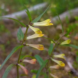 Wiesen-Wachtelweizen Ängskovall cow-wheat | Melampyrum pratense Wiesen-Wachtelweizen Ängskovall cow-wheat | Melampyrum pratense