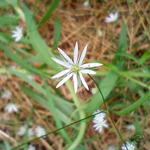 ternmiere_stjarnblomma_starwort_Stellaria_graminea Sternmiere stjarnblomma starwort Stellaria graminea