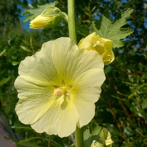 gelbe_stockrose_gul_stockros_russian_hollyhock_Alcea_rugosa gelbe stockrose gul stockros russian hollyhock Alcea rugosa