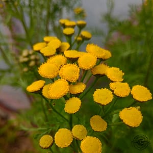 rainfarn_renfana_tansy_tanacetum_vulgare rainfarn renfana tansy tanacetum vulgare