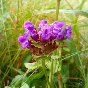 Brunört / Braunelle / Self-heal || Prunella vulgaris Brunört / Braunelle / Self-heal || Prunella vulgaris