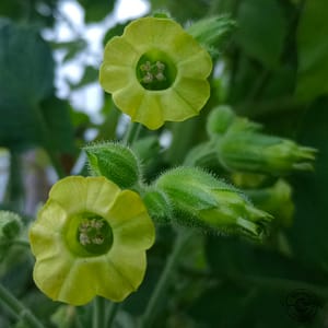 Bondtobak Bauern-Tabak Aztec tobacco // Nicotiana rustica Bondtobak Bauern-Tabak Aztec tobacco // Nicotiana rustica