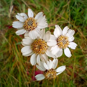 Nysört Sumpf-Schafgarbe Sneezewort Achillea ptarmica Nysört Sumpf-Schafgarbe Sneezewort Achillea ptarmica