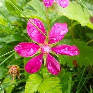 Arctic_bramble_Allackerbeere_Akerbar_Rubus_arcticus blå Agat