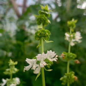 Basilikum_Basilika_Basil_Ocimum_basilicum Basilikum
