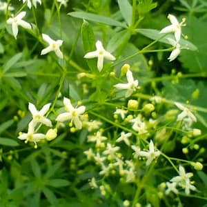 Bedstraw_Labkraut_Mara_Galium Labkraut