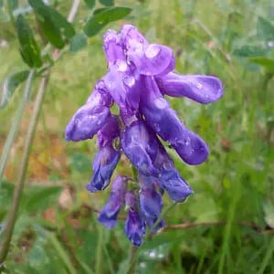 Bird_vetch_Vogel-Wicke_Krakvicker_Vicia_cracca Vogel-Wicke