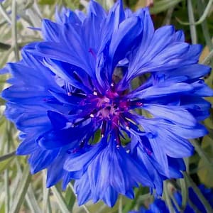 Cornflower_Kornblume_Blaklint_Centaurea_cyanus Kornblume
