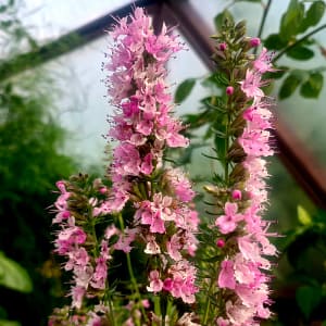 Hyssop_Ysop_Isop_Hyssopus_officinalis Isop