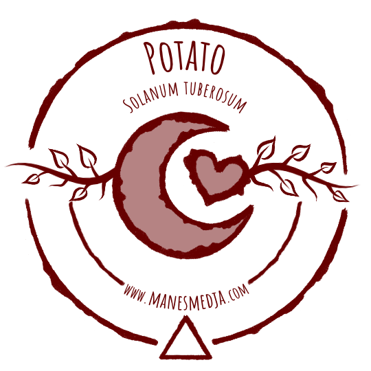 Kartoffel - Potatis - Potato // Solanum tuberosum