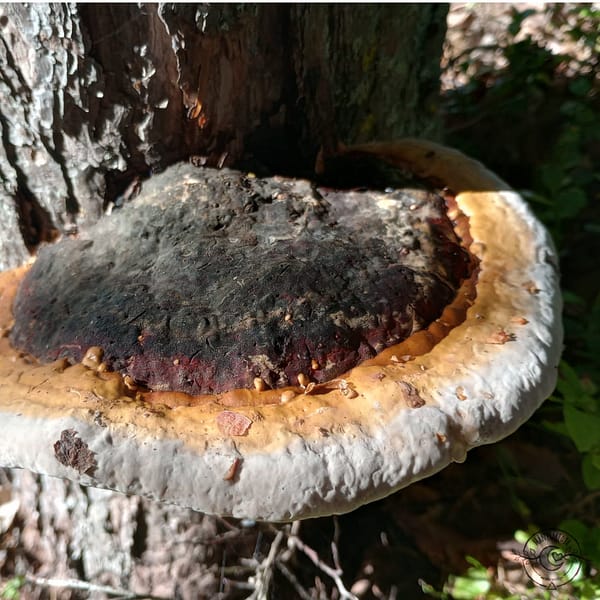 Fichtenporling_klibbticka_Fomitopsis_pinicola Red-belted conk
