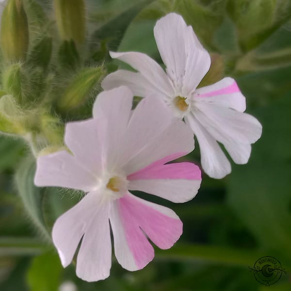 Lichtnelke_rot-weiss_rod-vit-blara_Silene_dioica-latifolia_2 Röd- & Vitblära