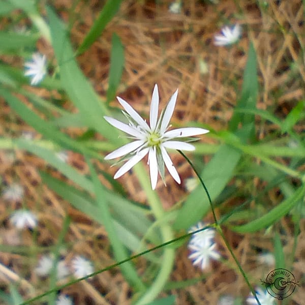 ternmiere_stjarnblomma_starwort_Stellaria_graminea Sternmiere stjarnblomma starwort Stellaria graminea