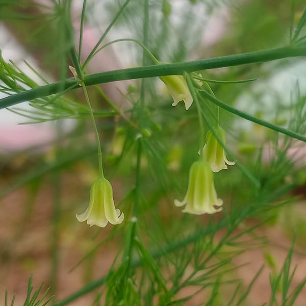 Spargel_Sparris_Asparagus_officinalis Spargel