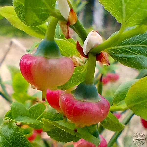 Wilde_Heidelbeere_Blabär_Wild_blueberry_Vaccinium_myrtillus Wild blueberry