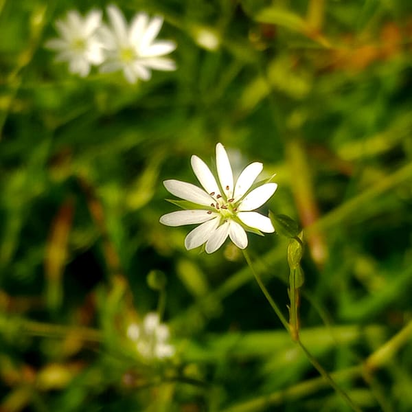 Sternmiere_stjarnblomma_starwort_Stellaria_graminea Starwort